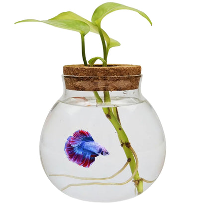 Small Betta Fish Tank Glass Fish Bowls for Betta Fish Goldfish Aquaponic Fish Tank and Plants Cuttings Planter Terrarium Desktop Decorations Gifts